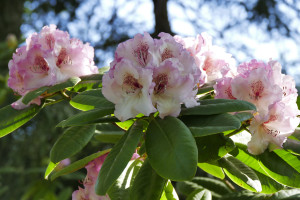Rhododendron Simona    